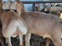 Widder, Arashan sheep — Foto 1