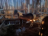 Toychoq, Yakutian horse — 5-rasm