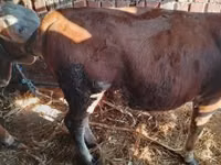 公牛, Simmental cattle — 照片 8