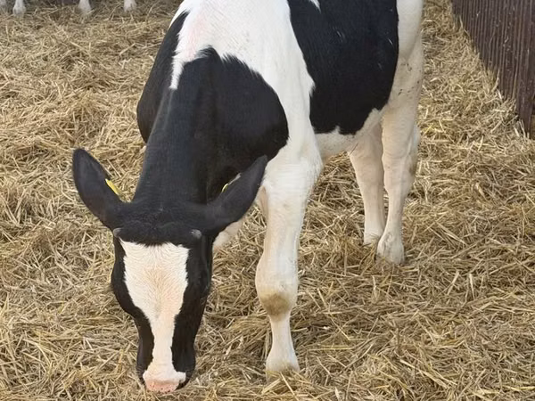 Bulle, Russian Black pied cattle