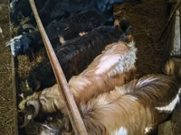 Cabras (lote, sexo no especificado), Cabras — foto 2