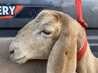 Brebis, Arashan sheep — photo 5