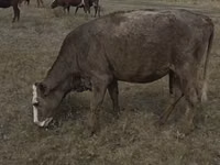 Vacă, Vaca roșie fără coarne — foto 6