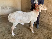 Berbec, Arashan sheep — foto 3