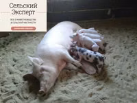 Подстилка несменяемая ферментационная для животных — Foto 5
