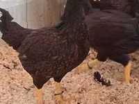 Chickens — الصورة 2