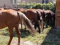 Yegua, Caballos — foto 3