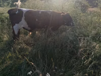 Bulle, Russian Black pied cattle — Foto 3