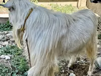 عنزة, Irish goat — الصورة 4