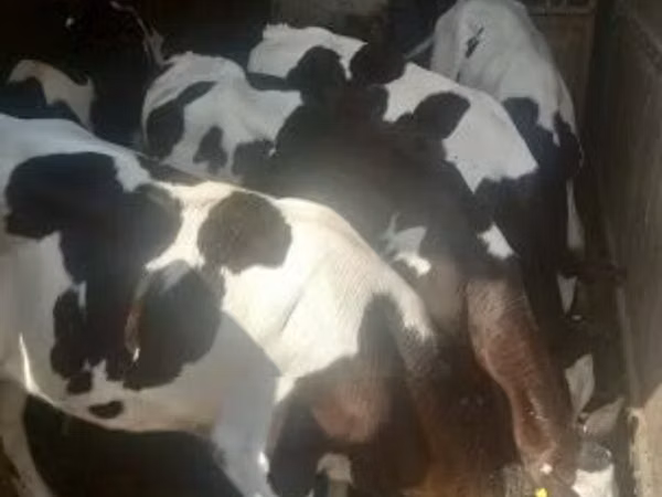 Toro, Raza Holstein