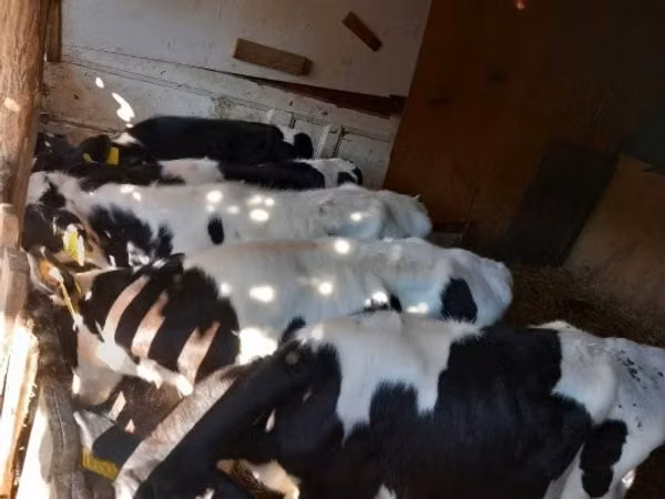 Bull, Russian Black pied cattle