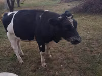 Bulle, Holstein-Rasse — Foto 1