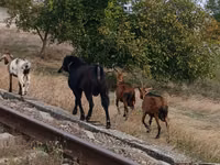 Bode, Cabras — foto 2