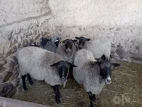 Oaie, Romanov sheep — foto 2