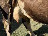 İnək, Swiss cattle — foto 2