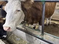 Vacă, Simmental cattle — foto 5