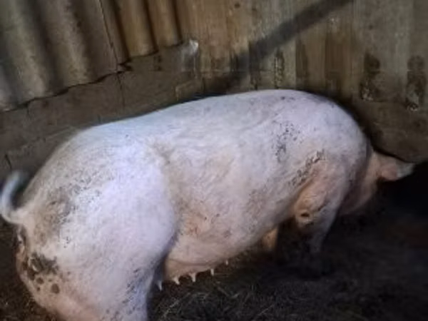 Scroafă, Porci