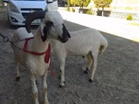 公羊, Sheep — 照片 5