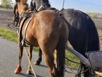 Iapă, Hungarian horse breed — foto 3