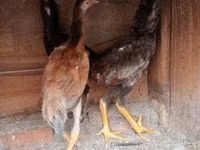 Chickens — Foto 3
