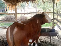 公牛, Simmental cattle — 照片 1