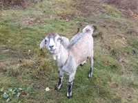 母山羊, Goats — 照片 1