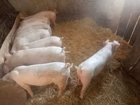 Säue, Schweine — Foto 5