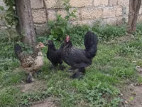 Bantam japonez — foto 2