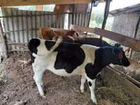 Bull, Russian Black pied cattle — photo 1
