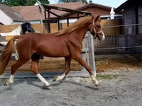 Caballo, Caballos — foto 7