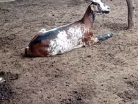 Capră, Nubian Goat — foto 2