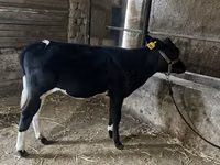 Qoramol (partiya, jinsi ko‘rsatilmagan), Russian Black pied cattle — 5-rasm