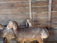 Oveja, Ovejas — foto 1