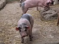 Schweine (Partie, Geschlecht nicht angegeben), Schweine — Foto 2