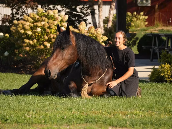Cal, Racking Horse