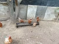 Chickens — Foto 3