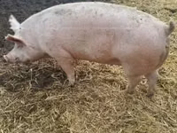 Porcs (lot, sexe non indiqué) — photo 3