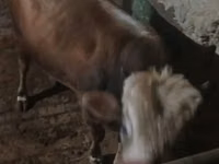 Bull, Cattle — photo 2