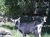 Cabra, Alpine goat — foto 3