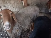 母羊, Sheep — 照片 2