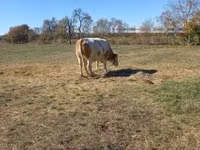 गाय, Simmental cattle — फ़ोटो 8