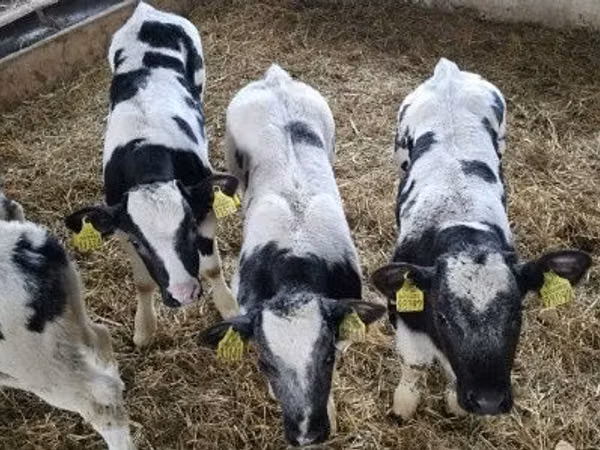 İribuynuzlu mal-qara (partiya, cinsi göstərilməyib), Simmental cattle