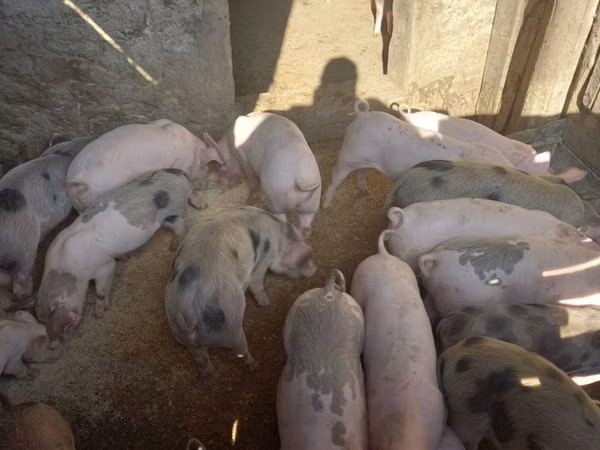 Scroafă, Porci — Republica Moldova