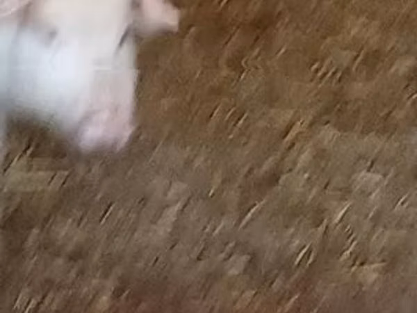 Säue, 