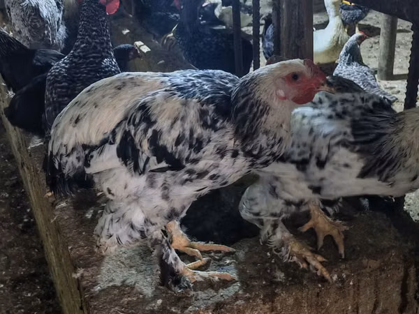 Chickens