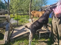 Capră, Capre — foto 3