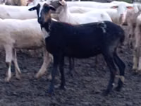 Oaie, Tsigai sheep — foto 4