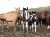 Iapă, Horse breed — foto 8