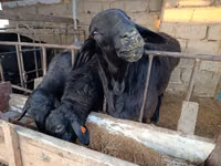 Oi (lot, sex nespecificat), Blackheaded Persian sheep — foto 1