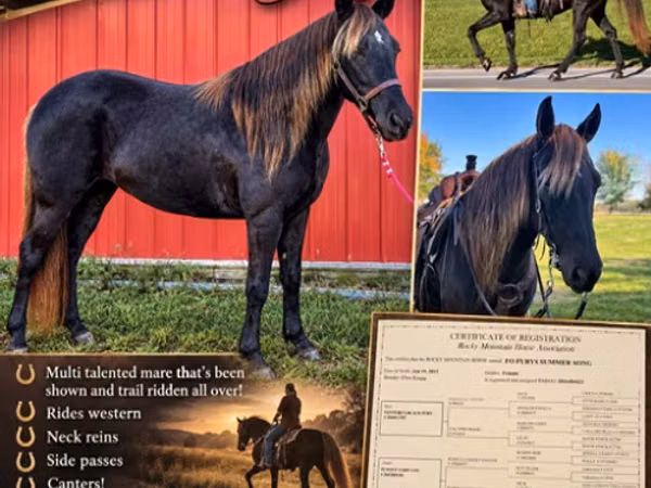 Toychoq, Rocky Mountain Horse